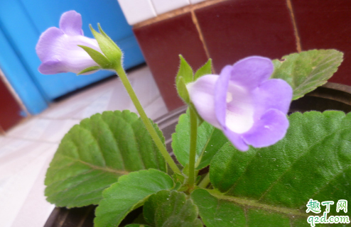 大岩桐花孕妇可以闻吗 养植大岩桐花哪些是要注意的