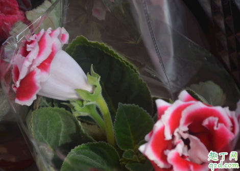 大岩桐花孕妇可以闻吗 养植大岩桐花哪些是要注意的