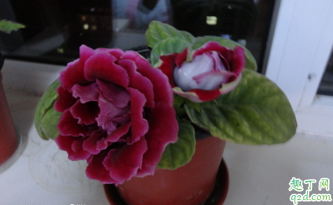 大岩桐花孕妇可以闻吗 养植大岩桐花哪些是要注意的