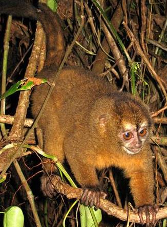 日本十大妖怪排名，镰鼬喜欢恶作剧、络新妇以美色勾引男人