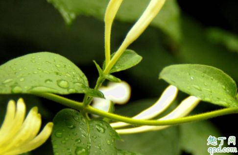 2020春天是什么时候 2020春天是几月到几月