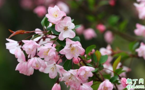 2020春天是什么时候 2020春天是几月到几月