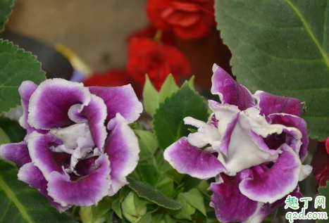 大岩桐花养在室内有毒吗 新买的大岩桐花怎么养好