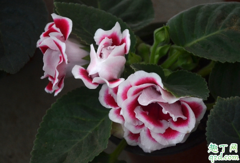 大岩桐花养在室内有毒吗 新买的大岩桐花怎么养好