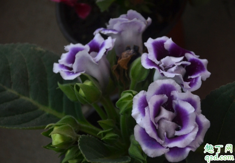 大岩桐花养在室内有毒吗 新买的大岩桐花怎么养好