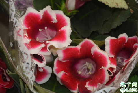 大岩桐花养在室内有毒吗 新买的大岩桐花怎么养好