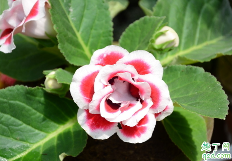 大岩桐花老烂根是怎么回事 大岩桐花烂根后怎么救活