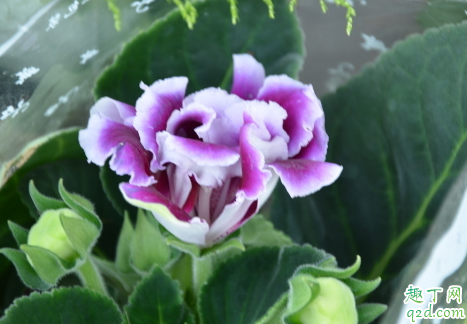 大岩桐花老烂根是怎么回事 大岩桐花烂根后怎么救活