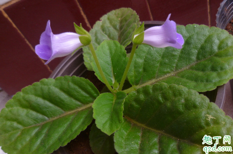 大岩桐花老烂根是怎么回事 大岩桐花烂根后怎么救活