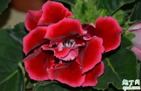 大岩桐花老烂根是怎么回事 大岩桐花烂根后怎么救活