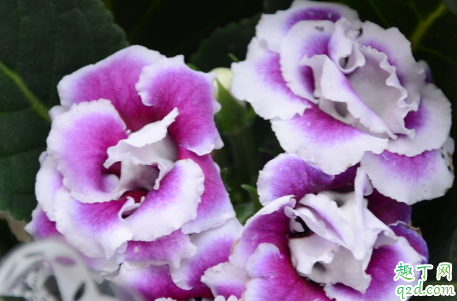 大岩桐花老不开花是怎么回事 大岩桐花怎么才能开花