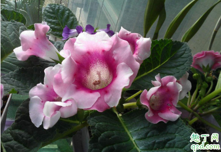 大岩桐花老不开花是怎么回事 大岩桐花怎么才能开花