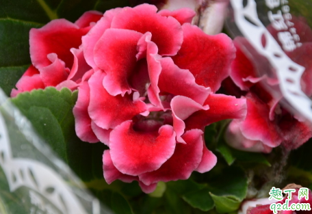 大岩桐花老不开花是怎么回事 大岩桐花怎么才能开花