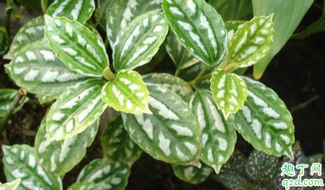 冷水花老黄叶是怎么回事 冷水花黄叶了怎么补救