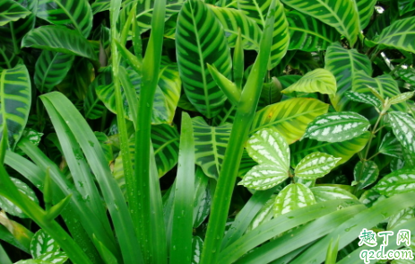 冷水花老黄叶是怎么回事 冷水花黄叶了怎么补救