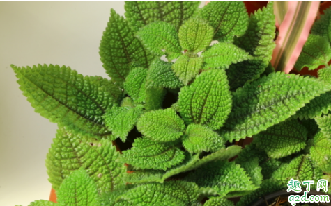 冷水花烂根是怎么回事 冷水花烂根后怎么救活