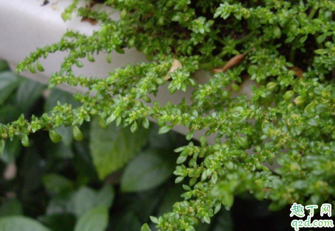 冷水花烂根是怎么回事 冷水花烂根后怎么救活