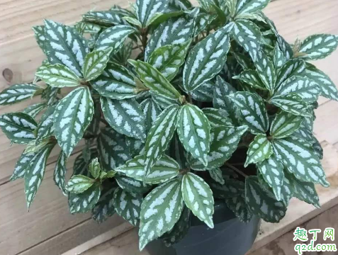 冷水花烂根是怎么回事 冷水花烂根后怎么救活