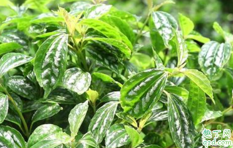 冷水花烂根是怎么回事 冷水花烂根后怎么救活