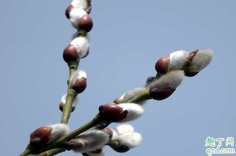 银柳是干养还是水培 银柳怎样养长得更加旺盛