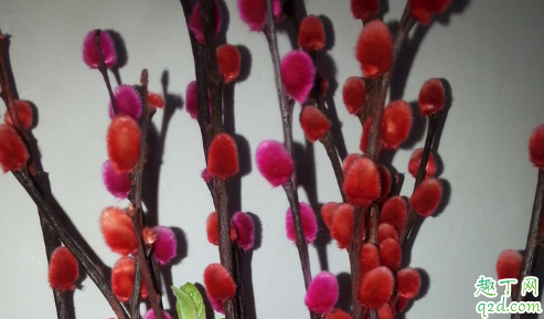 银柳是干养还是水培 银柳怎样养长得更加旺盛