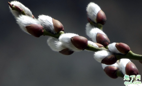 银柳是干养还是水培 银柳怎样养长得更加旺盛