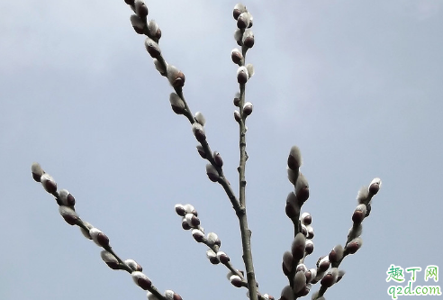 银柳是干养还是水培 银柳怎样养长得更加旺盛