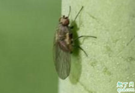 春季豌豆发生潜叶蝇如何防治 豌豆叶有潜叶蝇会怎么样