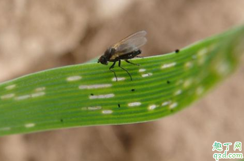 春季豌豆发生潜叶蝇如何防治 豌豆叶有潜叶蝇会怎么样