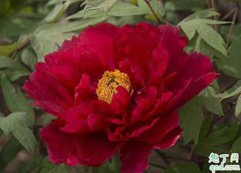 洛阳红老烂根是怎么回事 洛阳红烂根了怎么处理才能救活