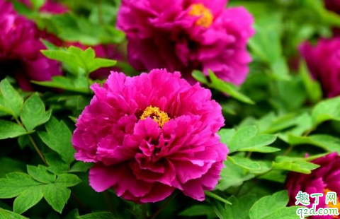 洛阳红老烂根是怎么回事 洛阳红烂根了怎么处理才能救活