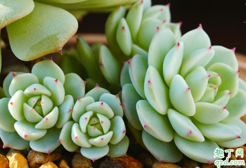 多肉静夜好养活吗 多肉静夜怎样养长得旺盛