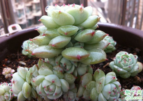多肉静夜好养活吗 多肉静夜怎样养长得旺盛