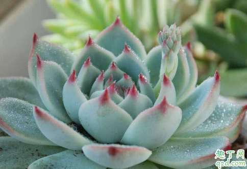 多肉静夜好养活吗 多肉静夜怎样养长得旺盛