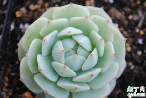 多肉静夜好养活吗 多肉静夜怎样养长得旺盛