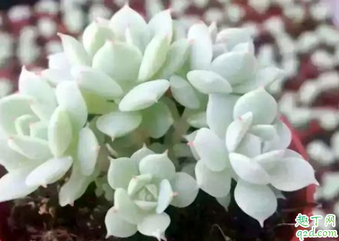 静夜烂根是怎么回事 静夜烂根怎么处理能救活