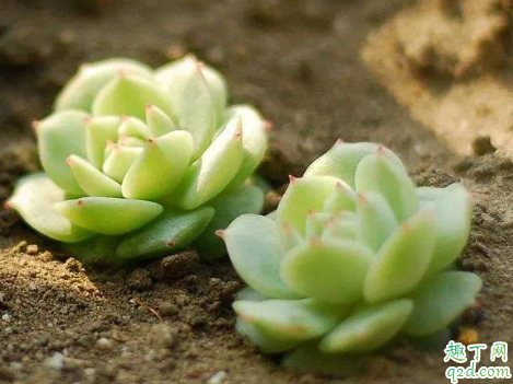 静夜烂根是怎么回事 静夜烂根怎么处理能救活