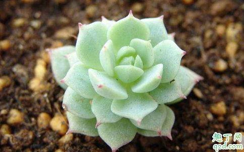 静夜烂根是怎么回事 静夜烂根怎么处理能救活