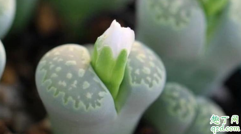 静夜可以扦插吗 静夜怎么扦插成活率高