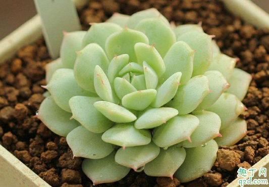 静夜可以扦插吗 静夜怎么扦插成活率高