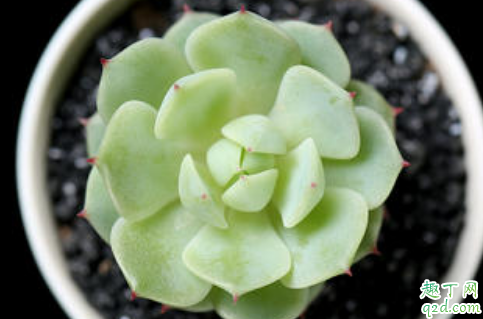 静夜可以扦插吗 静夜怎么扦插成活率高