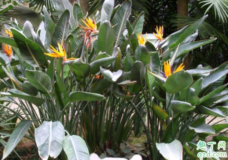 在北方养护天堂鸟为什么不开花 如何养护天堂鸟可以开花