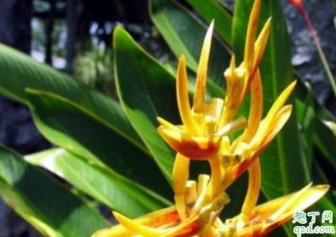 在北方养护天堂鸟为什么不开花 如何养护天堂鸟可以开花