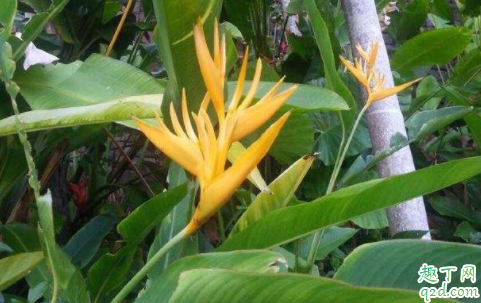 天堂鸟不开花如何施肥 天堂鸟不开花怎么浇水