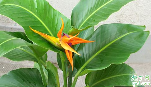 天堂鸟不开花如何施肥 天堂鸟不开花怎么浇水