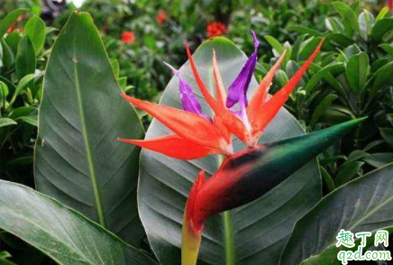 天堂鸟不开花如何施肥 天堂鸟不开花怎么浇水