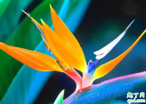 天堂鸟不开花如何施肥 天堂鸟不开花怎么浇水