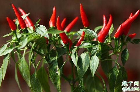 麦茬朝天椒如何育苗 麦茬朝天椒什么时候移栽