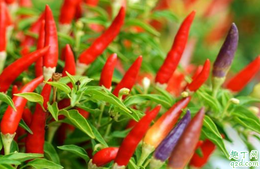 麦茬朝天椒如何育苗 麦茬朝天椒什么时候移栽