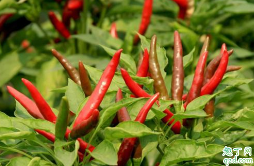麦茬朝天椒如何育苗 麦茬朝天椒什么时候移栽